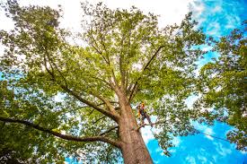 Best Root Management and Removal  in Centerville, CA