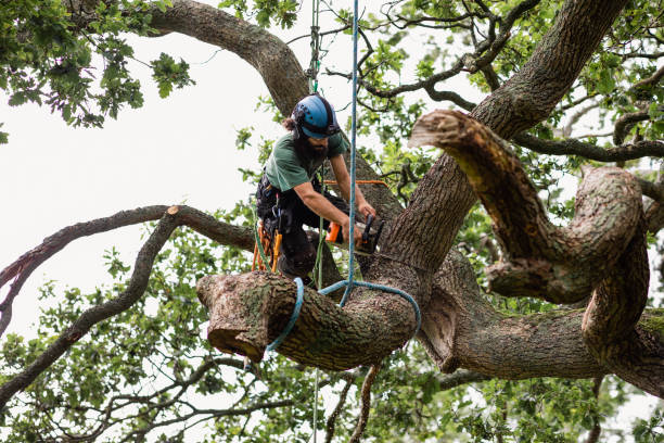 Best Tree Maintenance Programs  in Centerville, CA