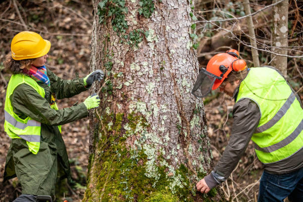 Centerville, CA Tree Services Company