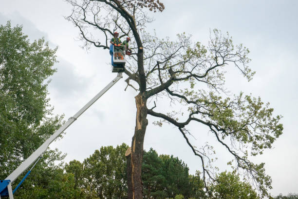 Best Tree Trimming and Pruning  in Centerville, CA